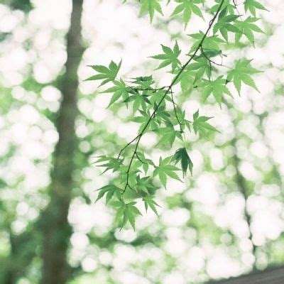 皮皮龙启蒙最新版下载